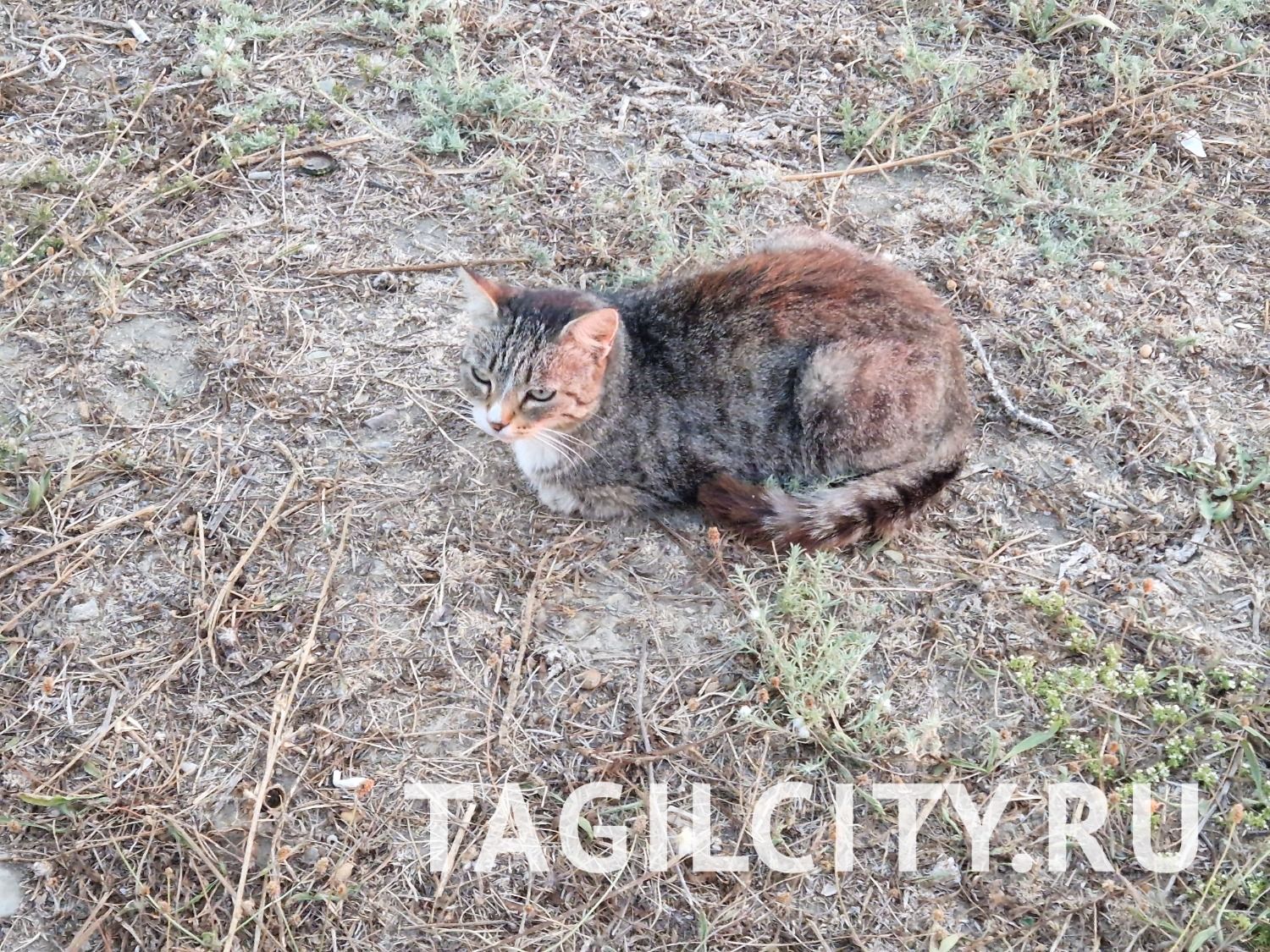 Кошачье царство в Анапе.