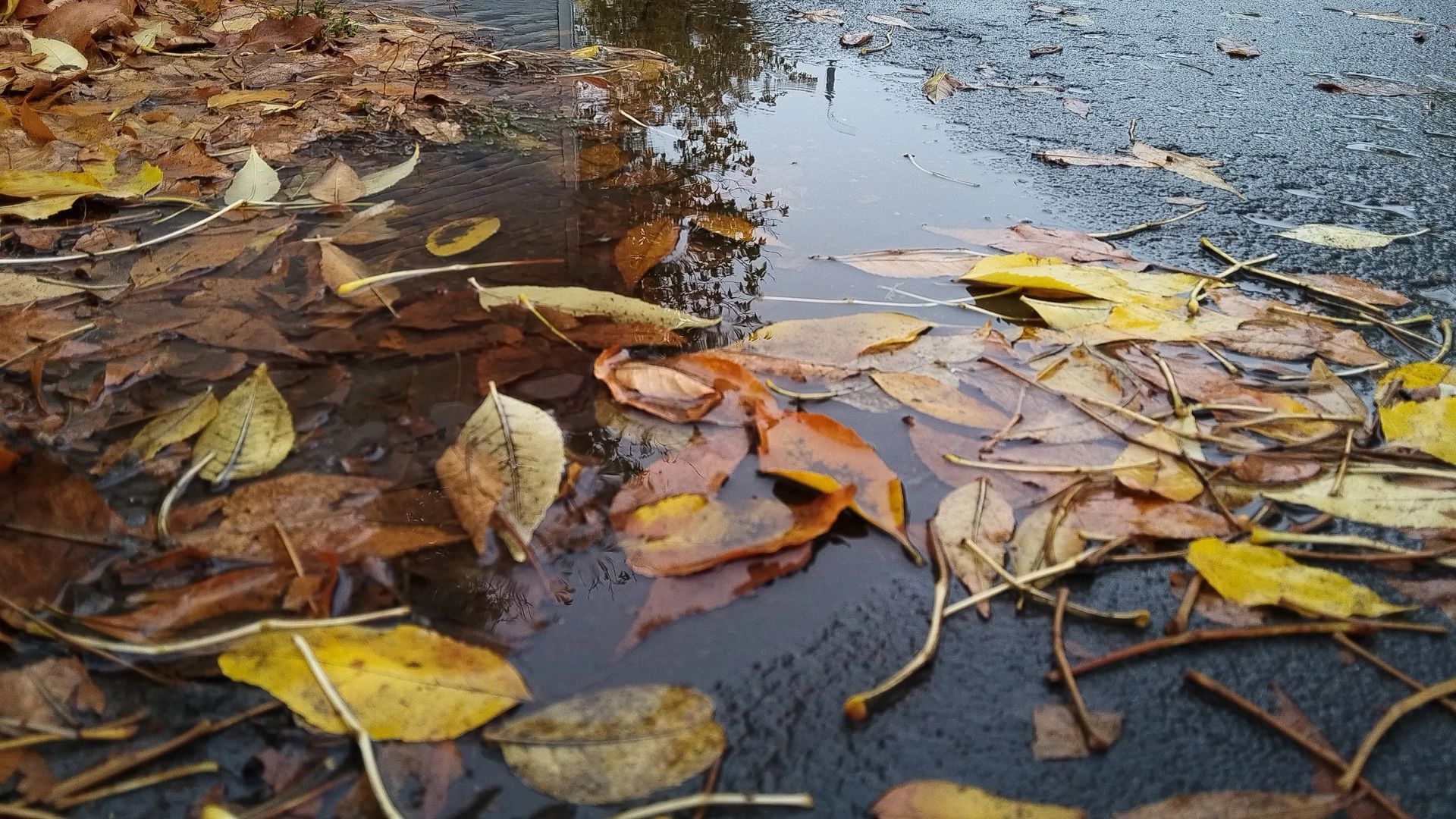 Белгородцы никак не дождутся осеннего дождя