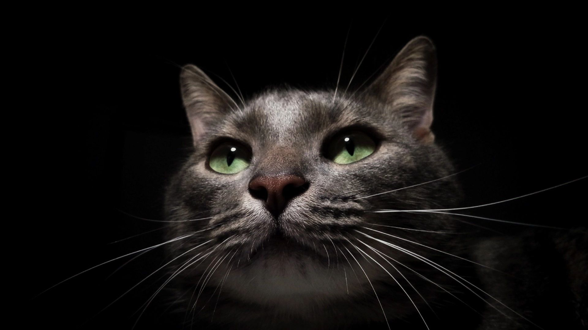 кот