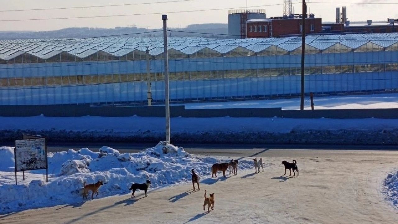Снимать четвероногих «бомжиков» автор поста предпочел на расстоянии.