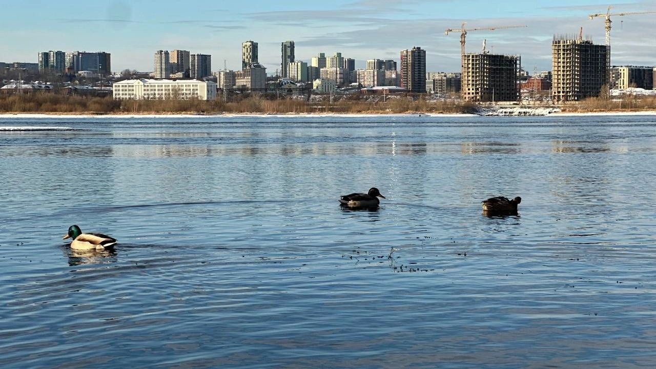 Красноярцам пообещали теплую погоду в предстоящие выходные