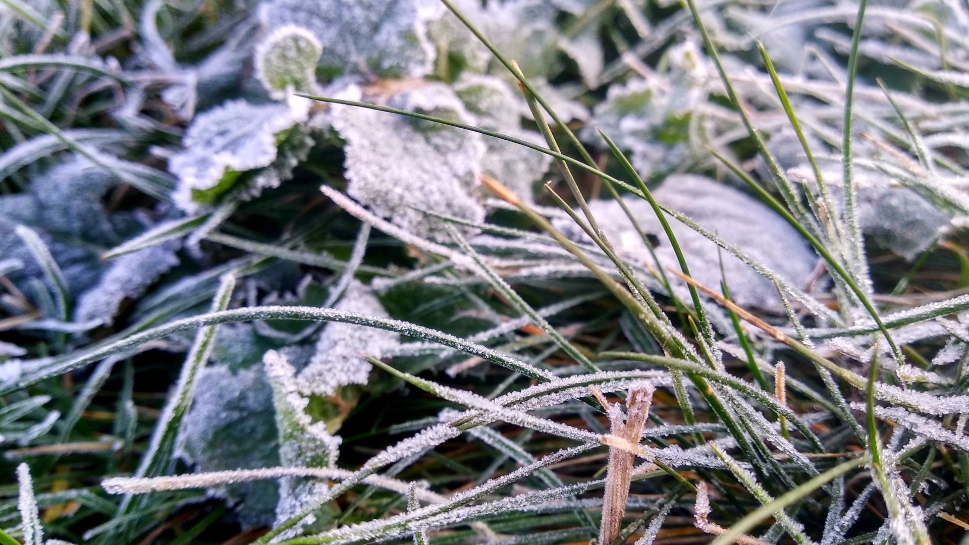 Заморозки