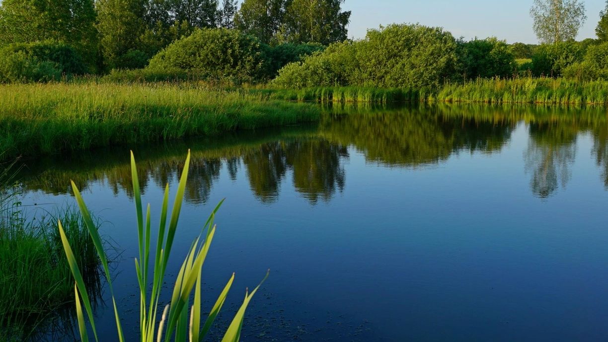 Веб камера на прудах и озерах