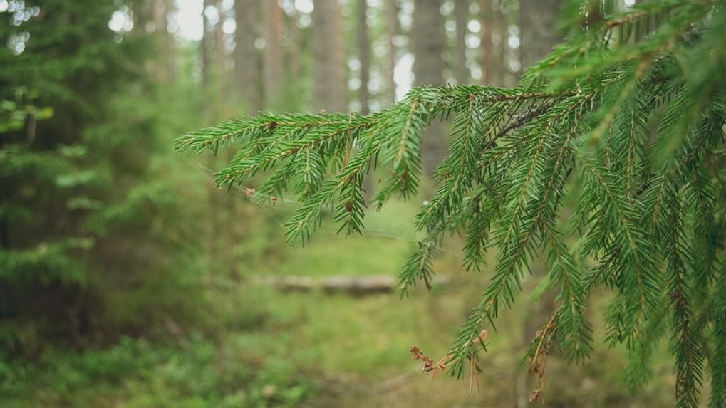 В Пермском крае продлили временный запрет на посещение лесов