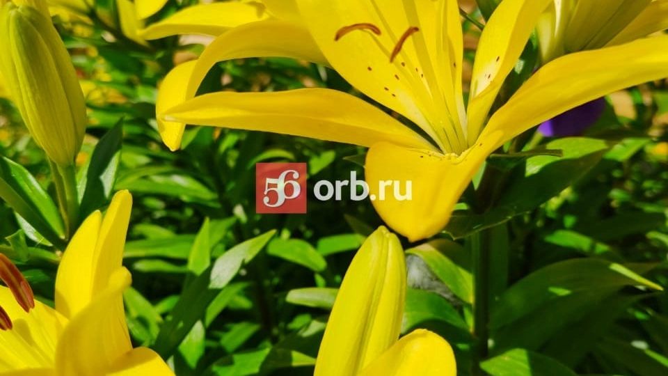 Цветы, выращенные на даче