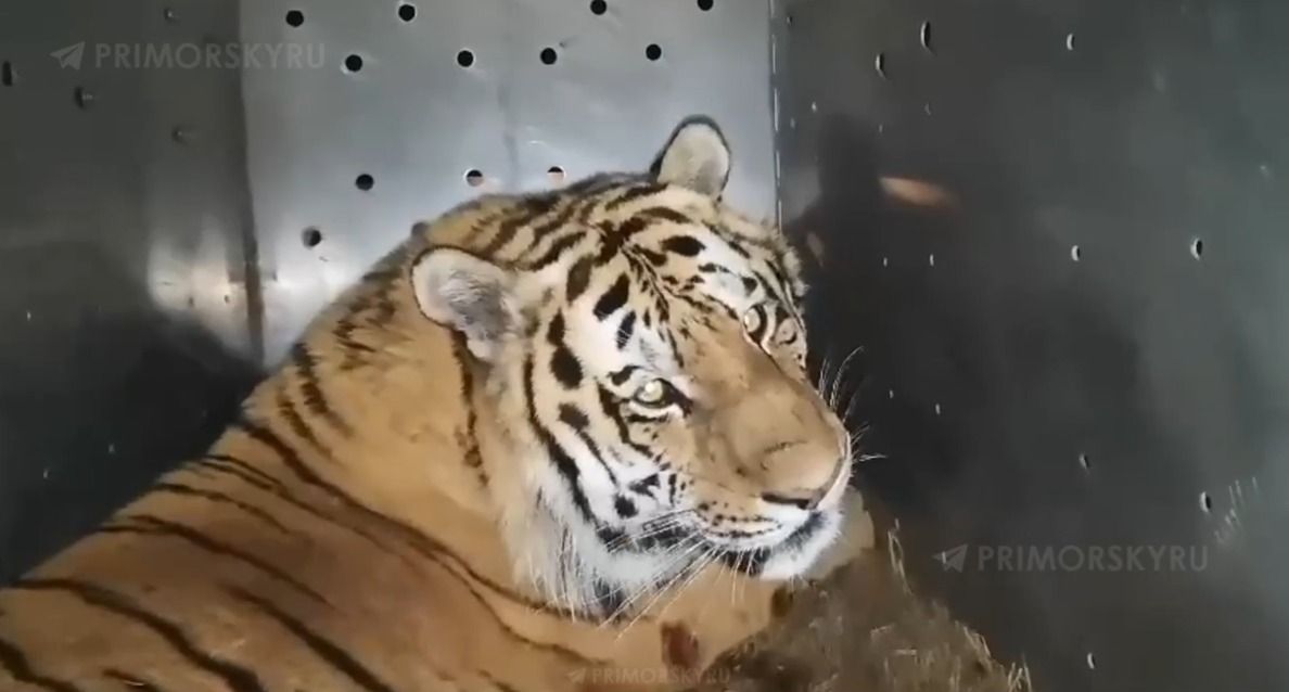 Крупный тигр отловлен рядом с селом Андреевка в Приморском крае