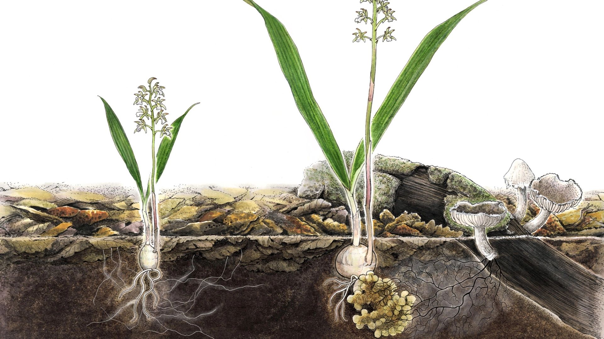 Когда Oreorchis patens растёт в непосредственной близости от гниющей древесины, она перенаправляет своих грибных симбионтов на переработку древесины, что значительно увеличивает количество питательных веществ, получаемых от них. При этом растение продолжает осуществлять фотосинтез. В результате Oreorchis patens становится более крупным и даёт больше цветов.
