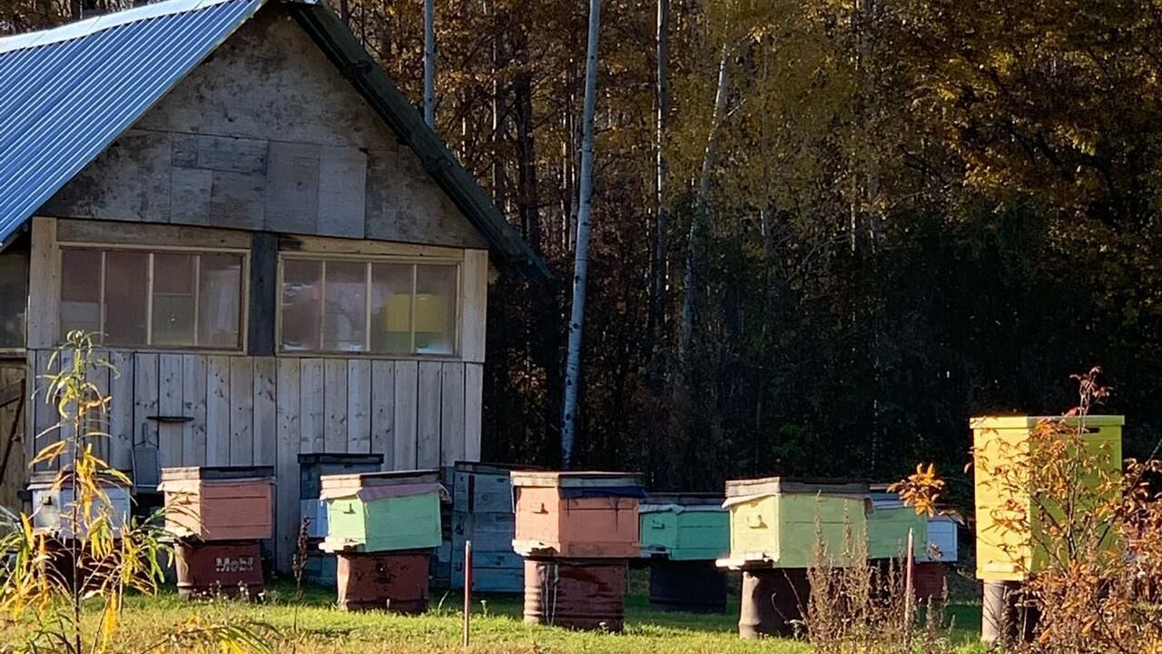Житель Кунгура украл на пасеке улей с пчёлами