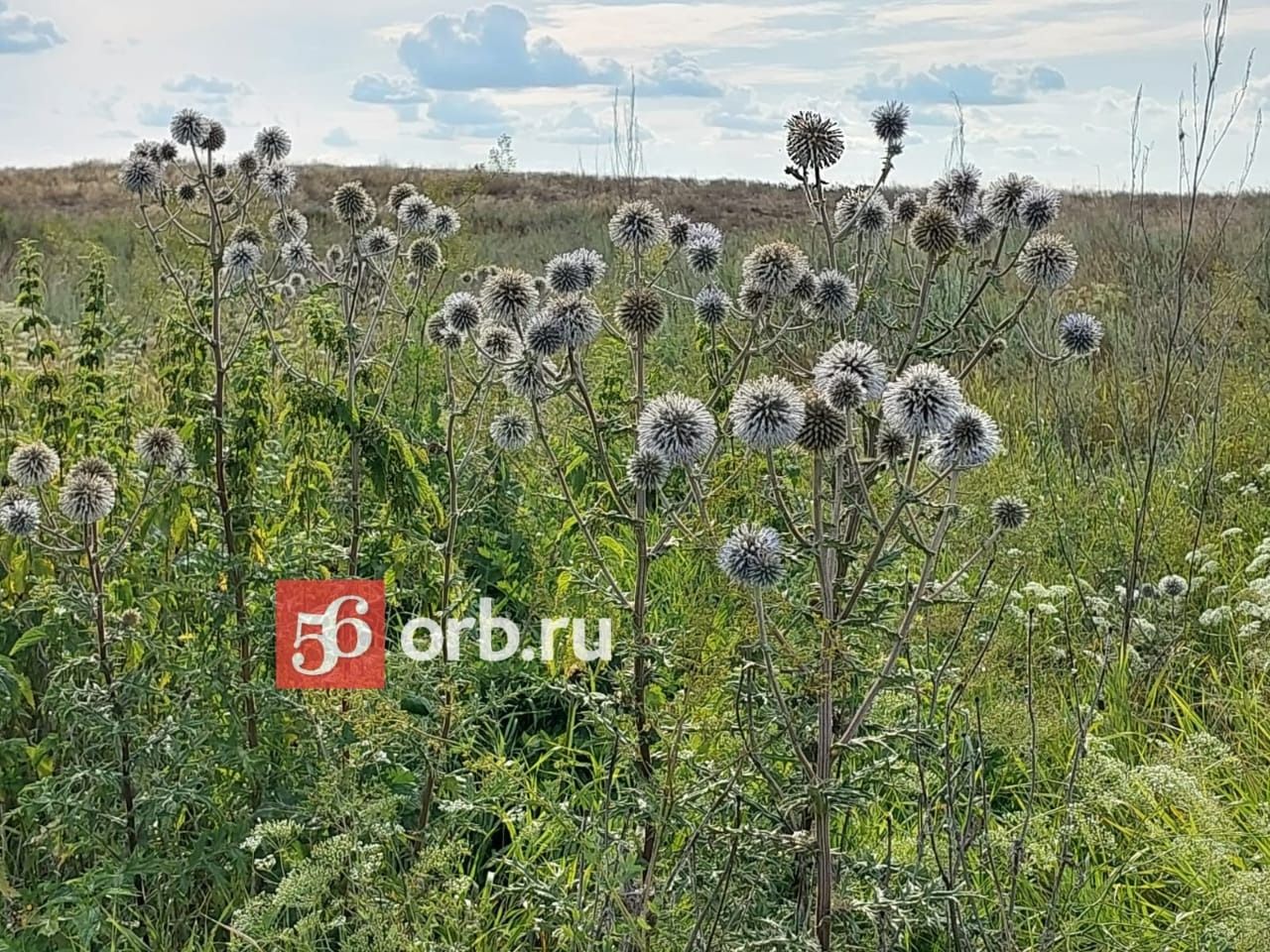 Природное многообразие 