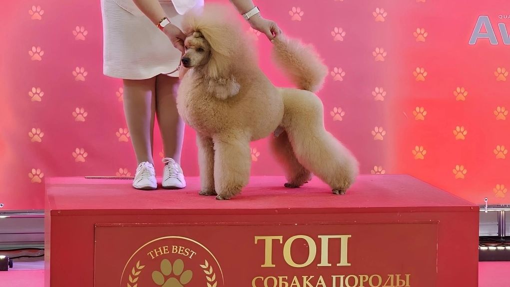 Домашняя кличка рыжего красавца Симба